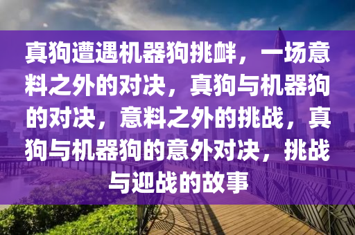 真狗遭遇机器狗挑衅，一场意料之外的对决，真狗与机器狗的对决，意料之外的挑战，真狗与机器狗的意外对决，挑战与迎战的故事