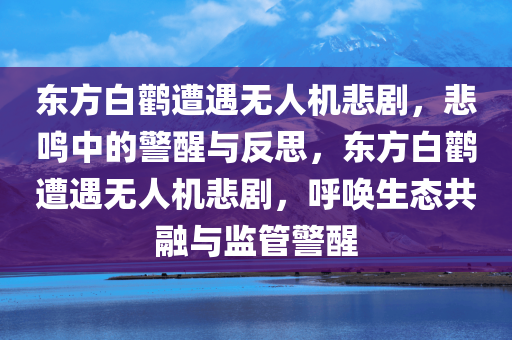 东方白鹳遭遇无人机悲剧，悲鸣中的警醒与反思，东方白鹳遭遇无人机悲剧，呼唤生态共融与监管警醒