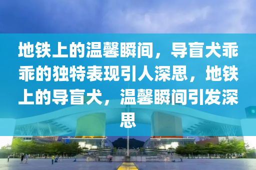 地铁上的温馨瞬间，导盲犬乖乖的独特表现引人深思，地铁上的导盲犬，温馨瞬间引发深思