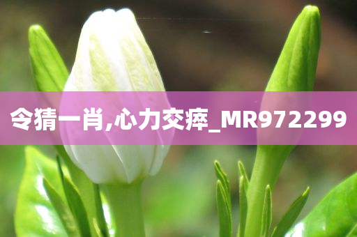 令猜一肖,心力交瘁_MR972299