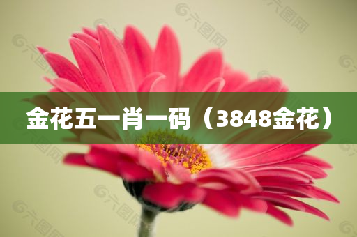 金花五一肖一码（3848金花）