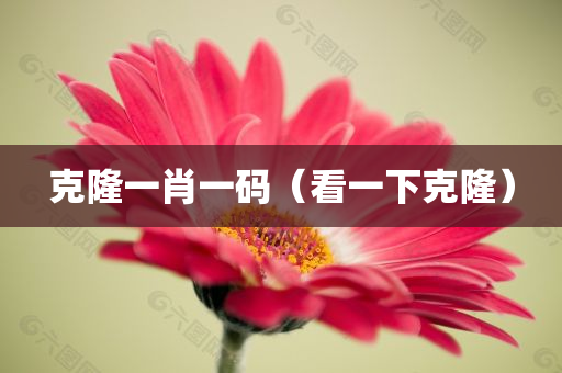 克隆一肖一码（看一下克隆）