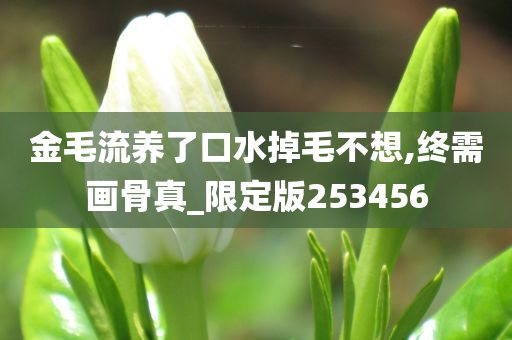 金毛流养了口水掉毛不想,终需画骨真_限定版253456