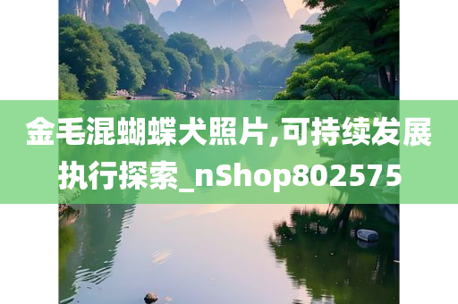 金毛混蝴蝶犬照片,可持续发展执行探索_nShop802575