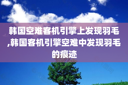 韩国空难客机引擎上发现羽毛,韩国客机引擎空难中发现羽毛的痕迹