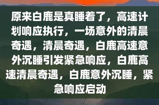 原来白鹿是真睡着了，高速计划响应执行，一场意外的清晨奇遇，清晨奇遇，白鹿高速意外沉睡引发紧急响应，白鹿高速清晨奇遇，白鹿意外沉睡，紧急响应启动