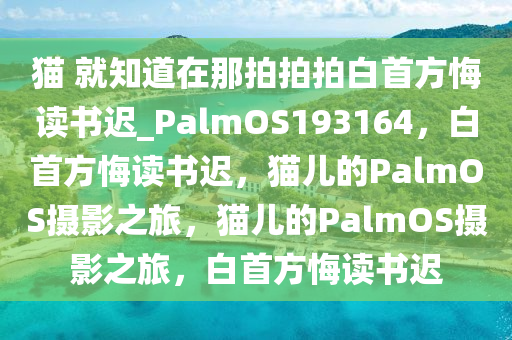 猫 就知道在那拍拍拍白首方悔读书迟_PalmOS193164，白首方悔读书迟，猫儿的PalmOS摄影之旅，猫儿的PalmOS摄影之旅，白首方悔读书迟