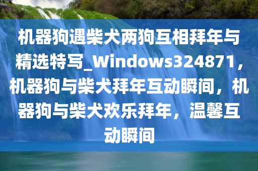 机器狗遇柴犬两狗互相拜年与精选特写_Windows324871，机器狗与柴犬拜年互动瞬间，机器狗与柴犬欢乐拜年，温馨互动瞬间