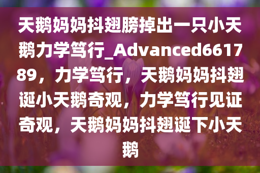 天鹅妈妈抖翅膀掉出一只小天鹅力学笃行_Advanced661789，力学笃行，天鹅妈妈抖翅诞小天鹅奇观，力学笃行见证奇观，天鹅妈妈抖翅诞下小天鹅