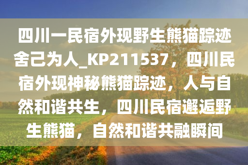 四川一民宿外现野生熊猫踪迹舍己为人_KP211537，四川民宿外现神秘熊猫踪迹，人与自然和谐共生，四川民宿邂逅野生熊猫，自然和谐共融瞬间