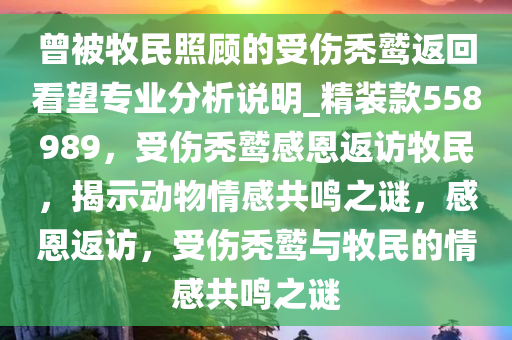 曾被牧民照顾的受伤秃鹫返回看望专业分析说明_精装款558989，受伤秃鹫感恩返访牧民，揭示动物情感共鸣之谜，感恩返访，受伤秃鹫与牧民的情感共鸣之谜