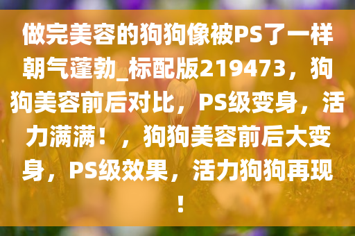 做完美容的狗狗像被PS了一样朝气蓬勃_标配版219473，狗狗美容前后对比，PS级变身，活力满满！，狗狗美容前后大变身，PS级效果，活力狗狗再现！