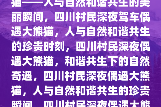 四川一村民深夜驾车偶遇大熊猫——人与自然和谐共生的美丽瞬间，四川村民深夜驾车偶遇大熊猫，人与自然和谐共生的珍贵时刻，四川村民深夜偶遇大熊猫，和谐共生下的自然奇遇，四川村民深夜偶遇大熊猫，人与自然和谐共生的珍贵瞬间，四川村民深夜偶遇大熊猫，和谐共生下的自然奇遇