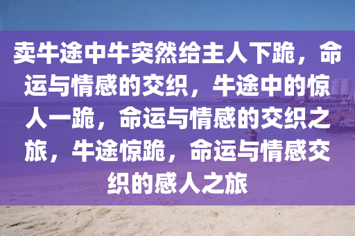 卖牛途中牛突然给主人下跪，命运与情感的交织，牛途中的惊人一跪，命运与情感的交织之旅，牛途惊跪，命运与情感交织的感人之旅