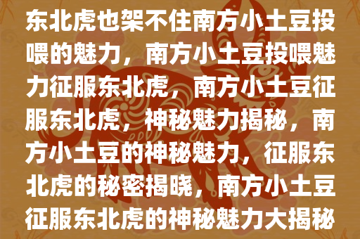 东北虎也架不住南方小土豆投喂的魅力，南方小土豆投喂魅力征服东北虎，南方小土豆征服东北虎，神秘魅力揭秘，南方小土豆的神秘魅力，征服东北虎的秘密揭晓，南方小土豆征服东北虎的神秘魅力大揭秘