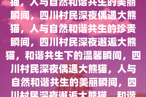 四川一村民深夜驾车偶遇大熊猫，人与自然和谐共生的美丽瞬间，四川村民深夜偶遇大熊猫，人与自然和谐共生的珍贵瞬间，四川村民深夜邂逅大熊猫，和谐共生下的温馨瞬间，四川村民深夜偶遇大熊猫，人与自然和谐共生的美丽瞬间，四川村民深夜邂逅大熊猫，和谐共生下的温馨瞬间