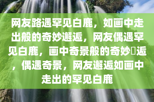 网友路遇罕见白鹿，如画中走出般的奇妙邂逅，网友偶遇罕见白鹿，画中奇景般的奇妙邅逅，偶遇奇景，网友邂逅如画中走出的罕见白鹿