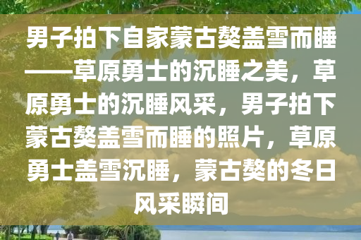 男子拍下自家蒙古獒盖雪而睡——草原勇士的沉睡之美，草原勇士的沉睡风采，男子拍下蒙古獒盖雪而睡的照片，草原勇士盖雪沉睡，蒙古獒的冬日风采瞬间