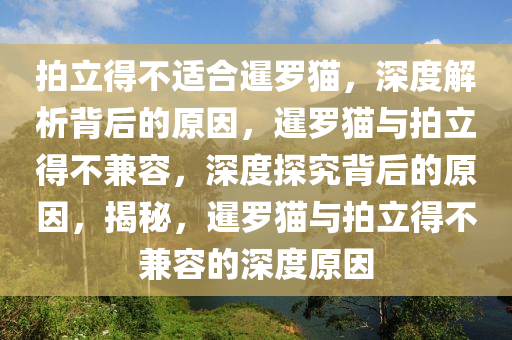 拍立得不适合暹罗猫，深度解析背后的原因，暹罗猫与拍立得不兼容，深度探究背后的原因，揭秘，暹罗猫与拍立得不兼容的深度原因