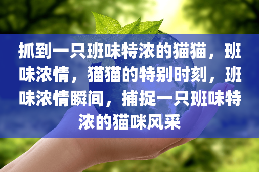 抓到一只班味特浓的猫猫，班味浓情，猫猫的特别时刻，班味浓情瞬间，捕捉一只班味特浓的猫咪风采