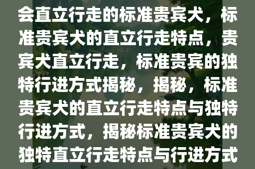 会直立行走的标准贵宾犬，标准贵宾犬的直立行走特点，贵宾犬直立行走，标准贵宾的独特行进方式揭秘，揭秘，标准贵宾犬的直立行走特点与独特行进方式，揭秘标准贵宾犬的独特直立行走特点与行进方式