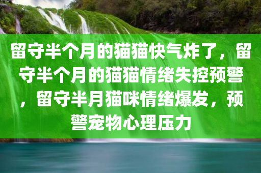 留守半个月的猫猫快气炸了，留守半个月的猫猫情绪失控预警，留守半月猫咪情绪爆发，预警宠物心理压力