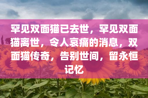 罕见双面猫已去世，罕见双面猫离世，令人哀痛的消息，双面猫传奇，告别世间，留永恒记忆