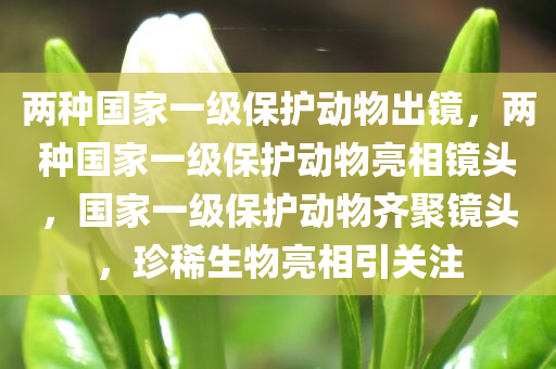 两种国家一级保护动物出镜，两种国家一级保护动物亮相镜头，国家一级保护动物齐聚镜头，珍稀生物亮相引关注