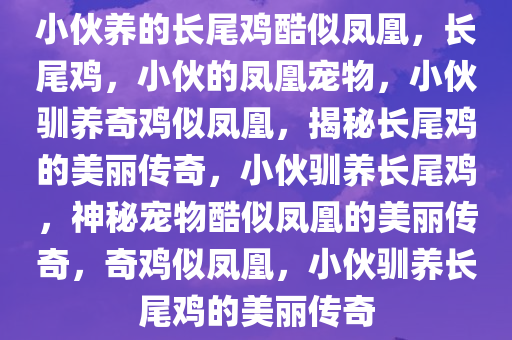 小伙养的长尾鸡酷似凤凰，长尾鸡，小伙的凤凰宠物，小伙驯养奇鸡似凤凰，揭秘长尾鸡的美丽传奇，小伙驯养长尾鸡，神秘宠物酷似凤凰的美丽传奇，奇鸡似凤凰，小伙驯养长尾鸡的美丽传奇