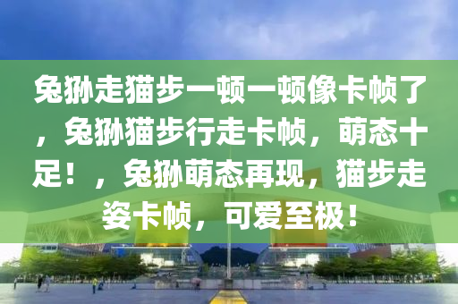 兔狲走猫步一顿一顿像卡帧了，兔狲猫步行走卡帧，萌态十足！，兔狲萌态再现，猫步走姿卡帧，可爱至极！