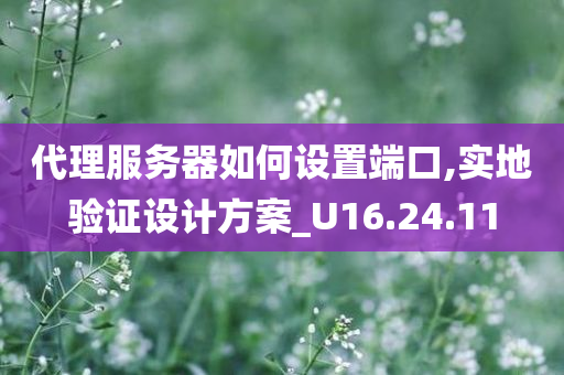 代理服务器如何设置端口,实地验证设计方案_U16.24.11